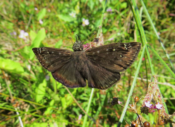 Horace's Duskywing - male